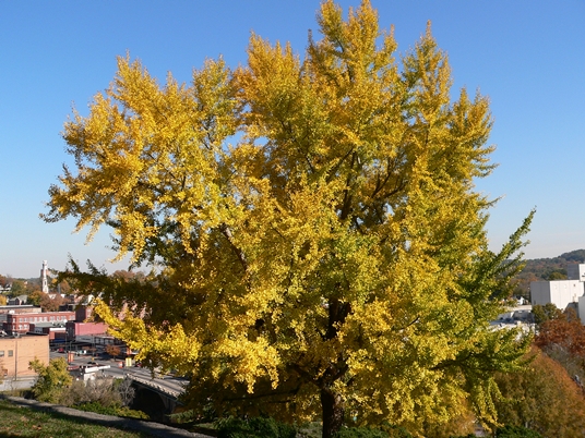 {Ginkgo biloba}